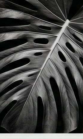 Fine art photography